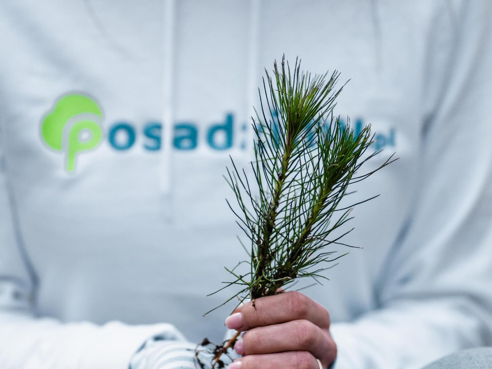 Sadzimy drzewa z posadzimy.pl – Nasza droga do równowagi w przyrodzie.